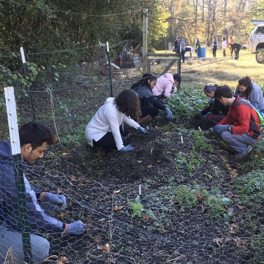 Students help Raleigh SOUL Garden remove weeds from the vegetable patches located on the site.