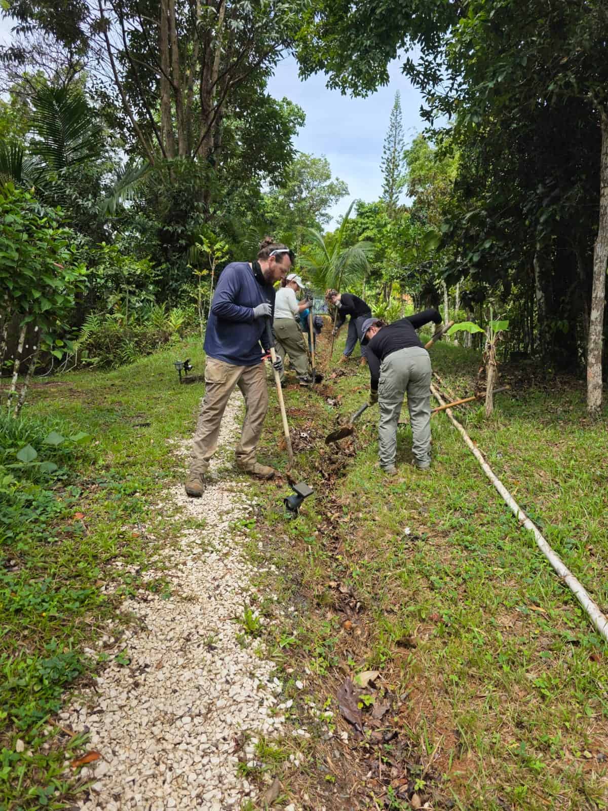 A group of volunteer dig holes to plant trees in a rainforest.