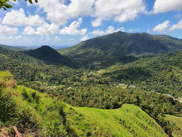 The rainforest where the ASB Puerto Rico team will do service.