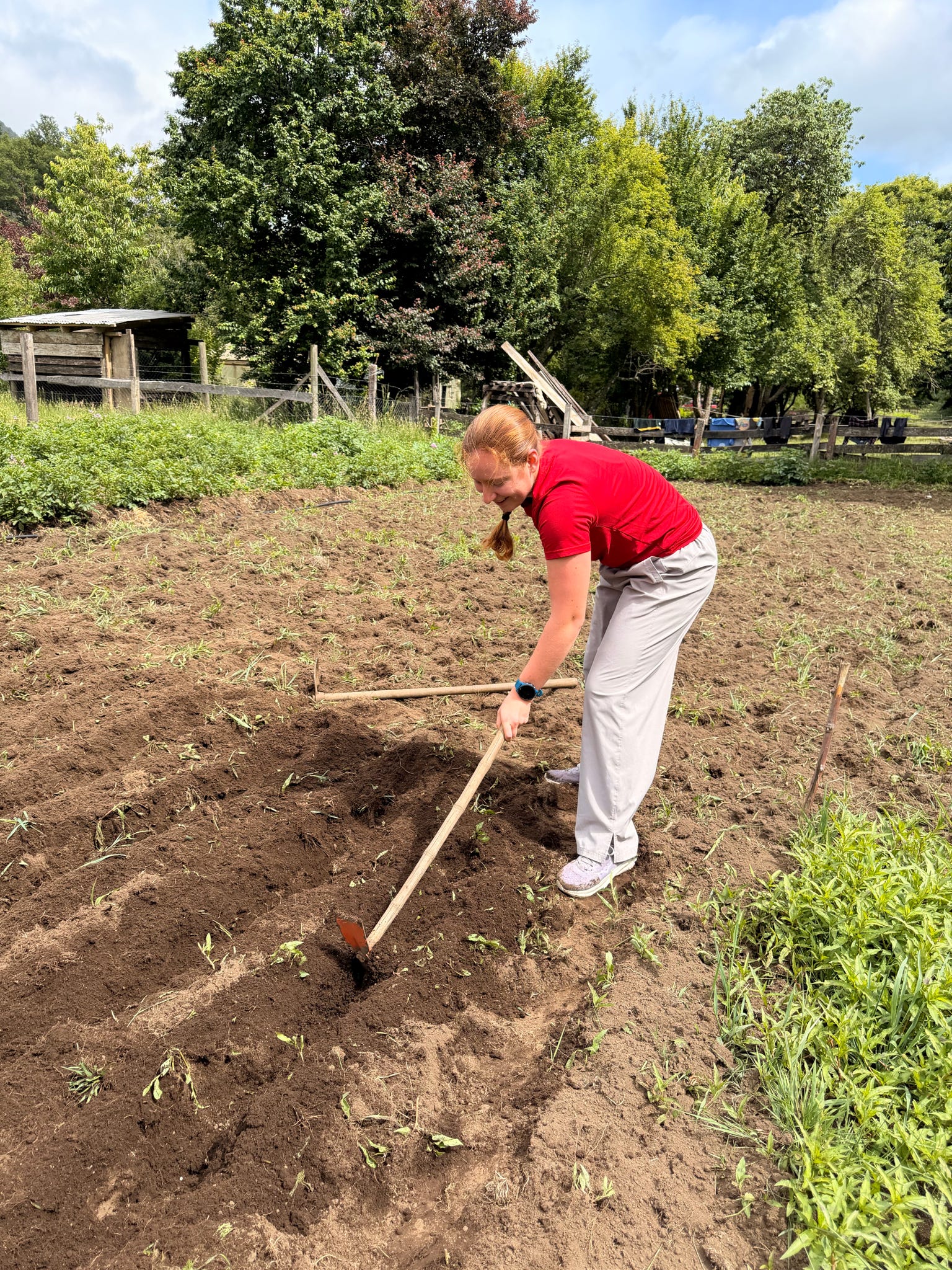 A person wearing a red shirt, hoes a row to plant seeds in a field.