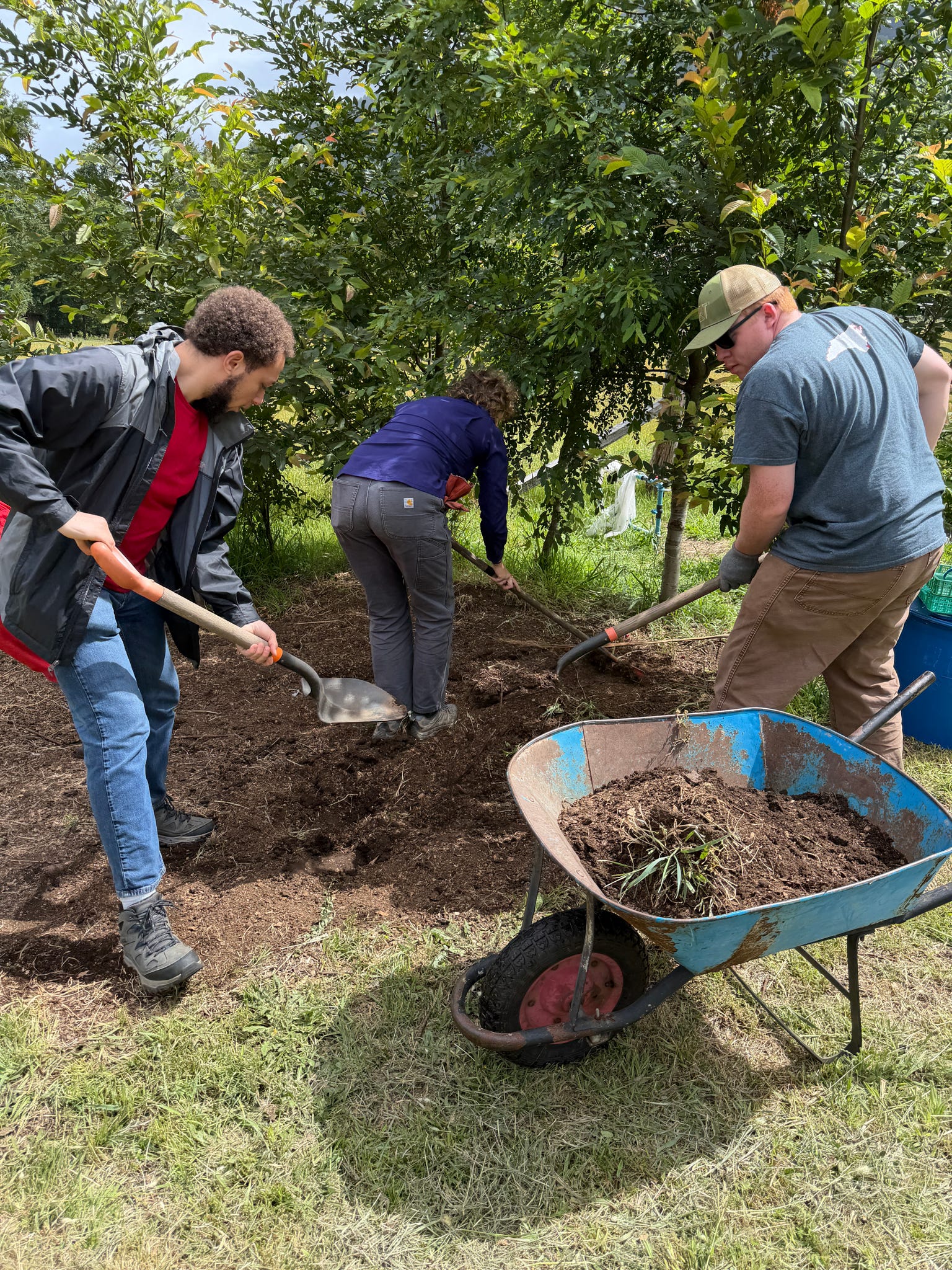Three people use shovels to move dirt from a pile to a wheelbarrow.